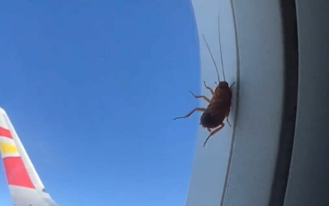 Cockroach’s thrilling 2,000-km journey rivets Chinese plane passenger
