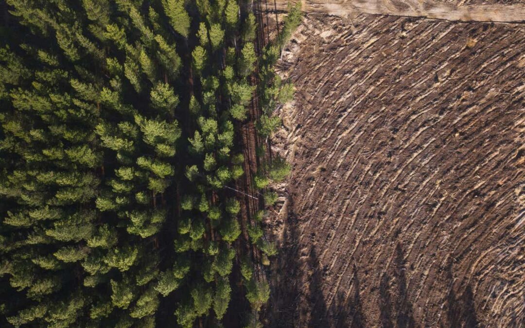 Humans use a quarter of all the biomass created by plants on land
