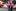Qantas ditches signature red in latest aircraft makeover